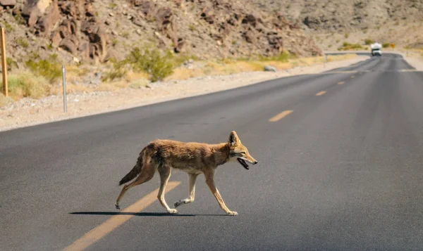 Coyote che attraversa la strada — Foto Stock