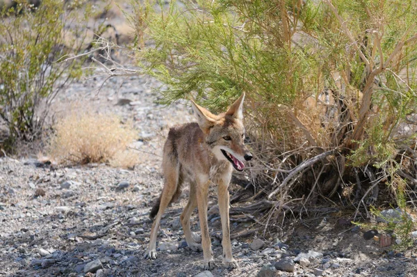 Coyote przez jezdnię — Zdjęcie stockowe