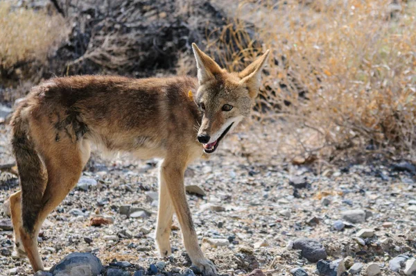 Coyote korsar vägen — Stockfoto