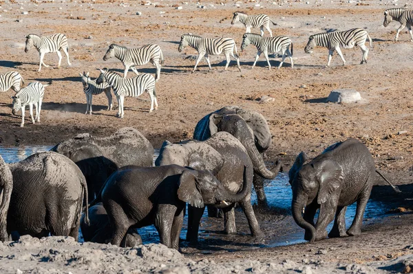 Nahaufnahme einer großen Elefantenherde beim Baden und Trinken in einem Wasserloch — Stockfoto