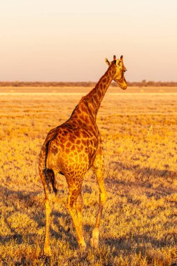 Gün batımında Etosha ovalarında bir zürafa