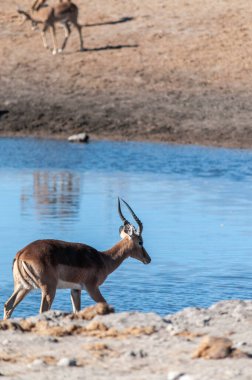 Impalas Etosha 'da bir su birikintisinin yanında.