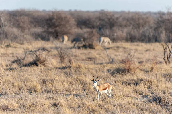 Impalas w parku narodowym Etosha — Zdjęcie stockowe