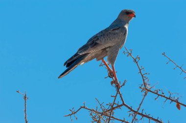 Etosha Ulusal Parkı 'ndaki şubede oturan Solgun İlahi Şahin Melierax kanorusu.