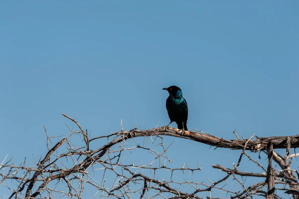 Ein hochglanzstarling -lamprotornis nitens- sitzt auf einem baum in etosha — Stockfoto