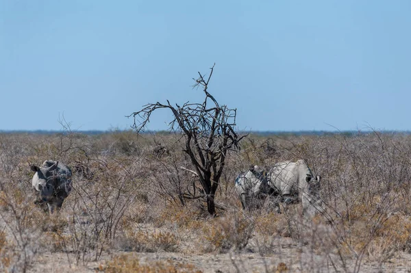 Bílá Rhina pastva na planinách národního parku Etosha — Stock fotografie