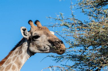 bir zürafa başını closeup