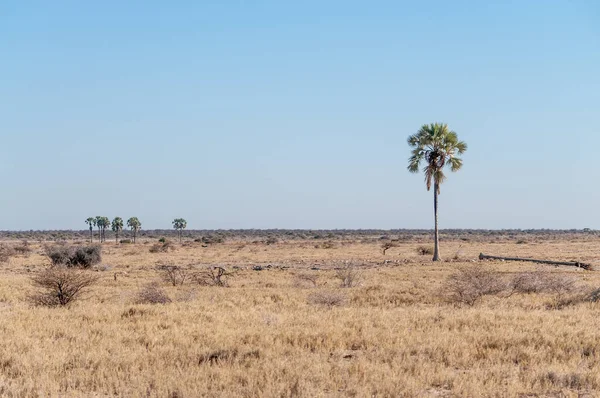 Palmeira no deserto — Fotografia de Stock