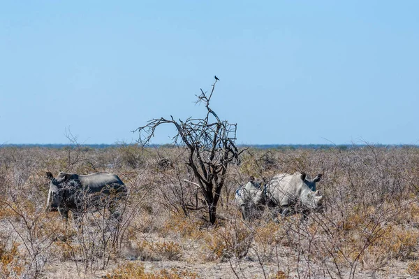 Bílá Rhina pastva na planinách národního parku Etosha — Stock fotografie