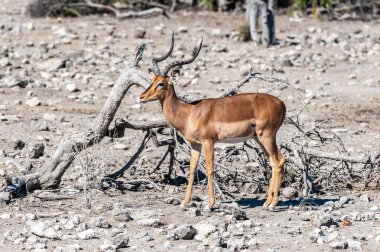 Impalas- Etosha Ulusal Parkı