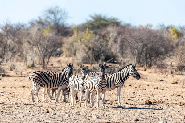 En grupp av zebror i Etosha — Stockfoto