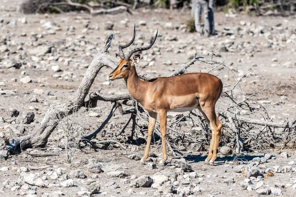 Impalas v národním parku Etosha — Stock fotografie