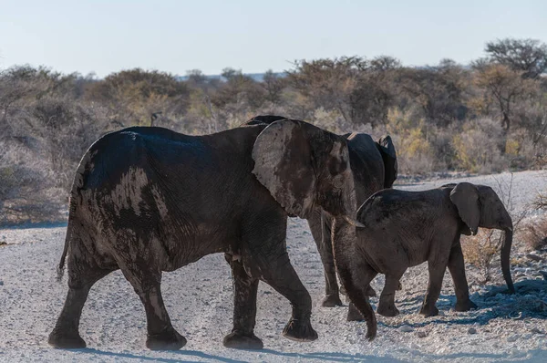CLoseup de un grupo de elefantes africanos que pasan por — Foto de Stock