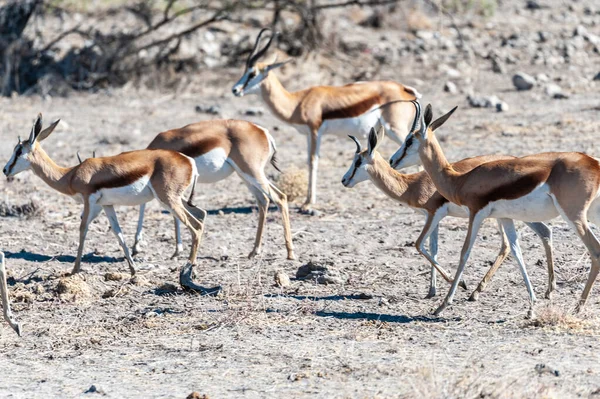 Impalas nel Parco Nazionale di Etosha — Foto Stock