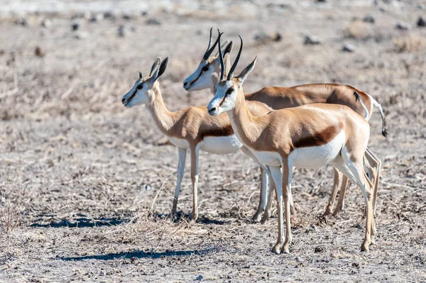 Impalas no Parque Nacional de Etosha — Fotografia de Stock