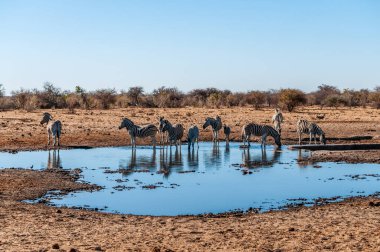 Etosha'da bir grup Zebra