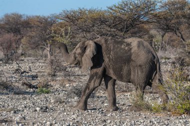 Bir Afrika Fili'nin Yakın Çekim