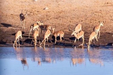 Impalas bir su birikintisi içme