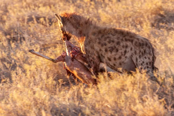 Hyena s kořistí — Stock fotografie