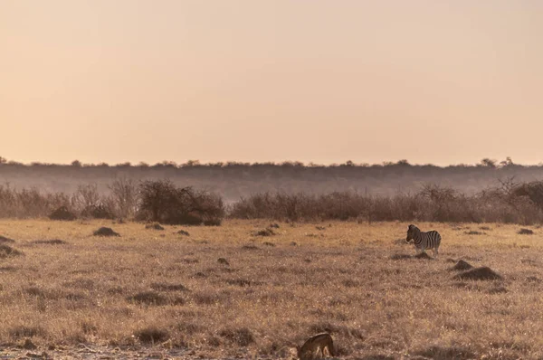 One Zebra in the Evening Light — Stock Photo, Image