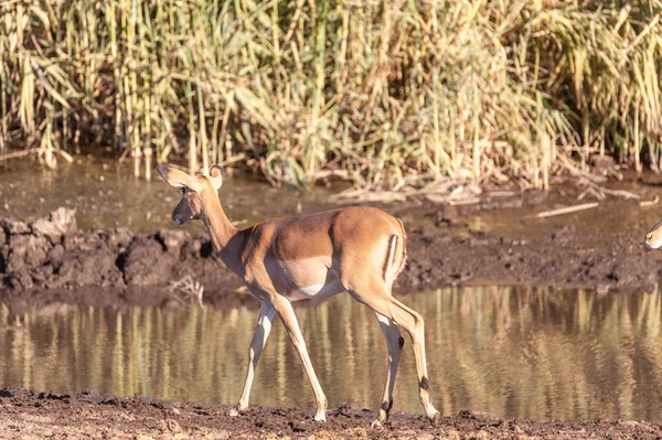 Primo piano di un'Impala vicino a un Waterhole — Foto Stock