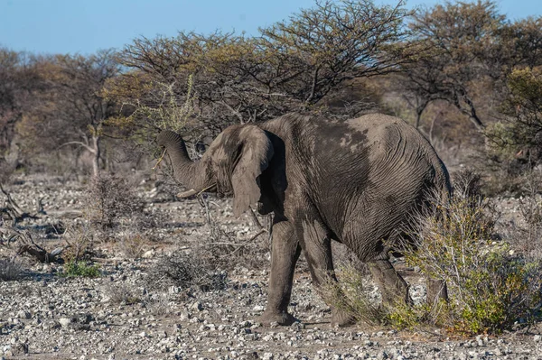 Gros plan d'un éléphant d'Afrique passant par là — Photo