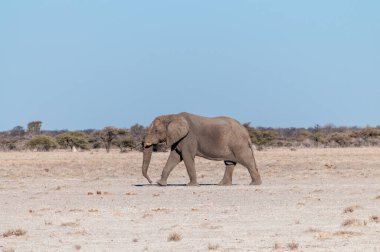 Etosha Milli Parkı Ovaları Boyunca Yürüyen Yalnız Bir Erkek Fil