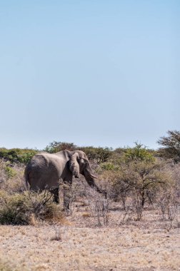 Çalılıklarda yürüyen iki Afrika Fili