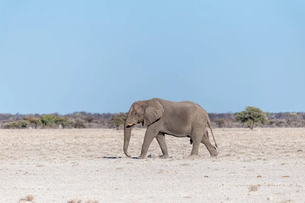 Un elefante macho solitario caminando por las llanuras del Parque Nacional Etosha — Foto de Stock