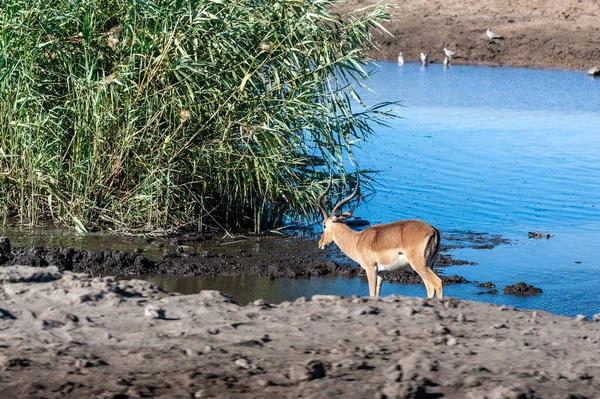 Une impala près d'un trou d'eau — Photo