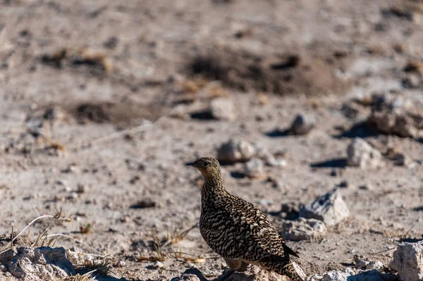 Francolina crestada en el Parque Nacional Etosha — Foto de Stock