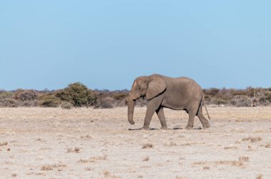 Etosha Milli Parkı Ovaları Boyunca Yürüyen Yalnız Bir Erkek Fil