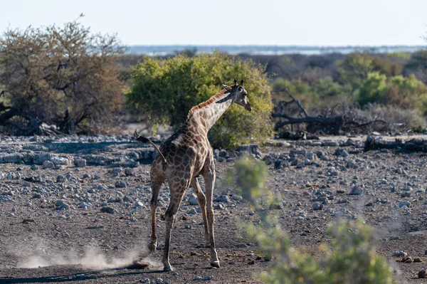 Girafas no Parque Nacional de Etosha — Fotografia de Stock