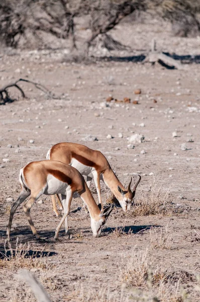 Impalas przeglądania w Etosha — Zdjęcie stockowe