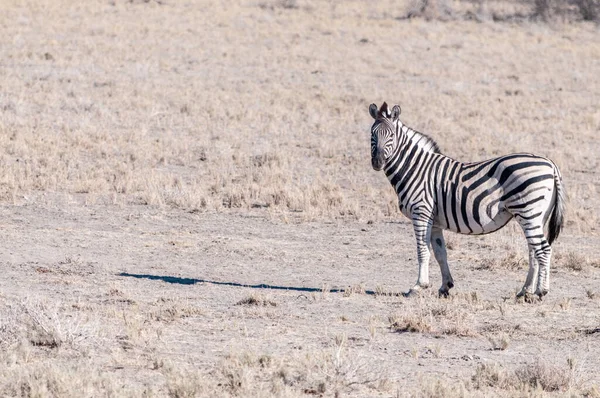 Zebry v národním parku etosha. — Stock fotografie