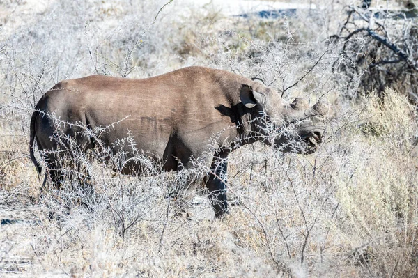 Czarne Rhinoceros przeglądanie pod drzewem. — Zdjęcie stockowe