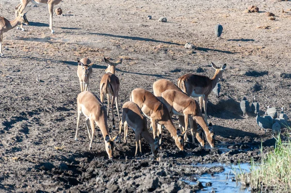 Impalas bebiendo de un pozo de agua —  Fotos de Stock