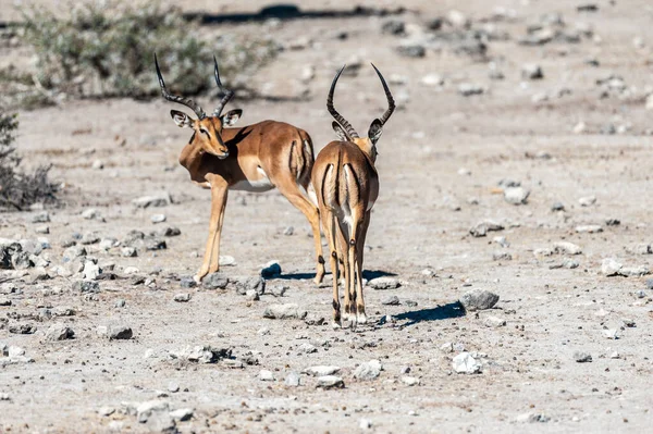 Impalas w parku narodowym Etosha — Zdjęcie stockowe