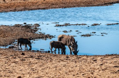 Etosha Milli Parkı 'ndaki Yaban domuzları