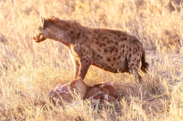 Gevlekte hyena met prooi — Stockfoto