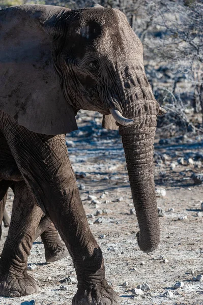 Primer plano de un elefante africano pasando por —  Fotos de Stock