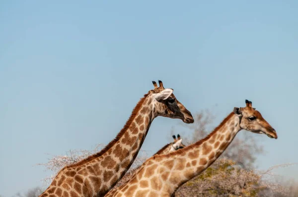 Jirafas en el Parque Nacional Etosha — Foto de Stock