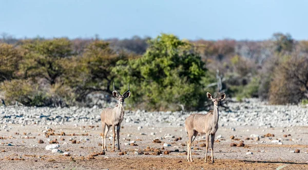 Kudus en el Parque Nacional Etosha —  Fotos de Stock