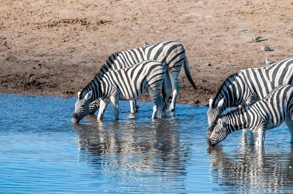 Zebra's in etosha nationaal park. — Stockfoto