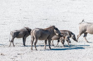 Etosha Milli Parkı Tuz Tavaüzerinde Warthogs