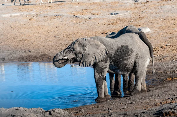 Dos elefantes machos bebiendo de un pozo de agua . —  Fotos de Stock