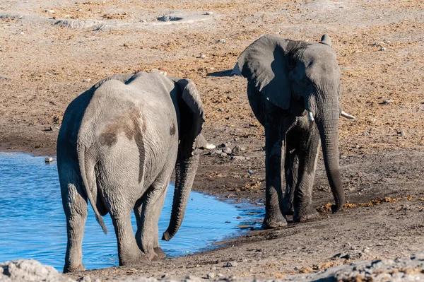 Dwa samce słoni afrykańskich walczące ze sobą — Zdjęcie stockowe