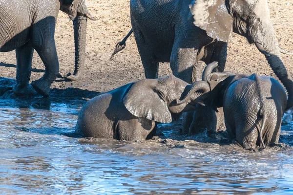 Uzavření stáda afrických slonů ke koupání a pití ve vodní díře — Stock fotografie