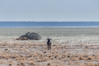 Etosha Ovasında Bir Antilop