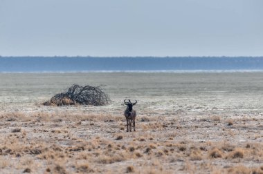 One Wildebeest on the Plains of Etosha clipart